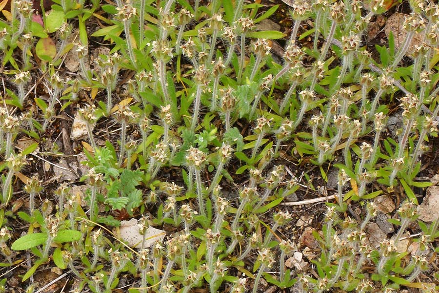 Pianta lillipuziana - Plantago bellardi